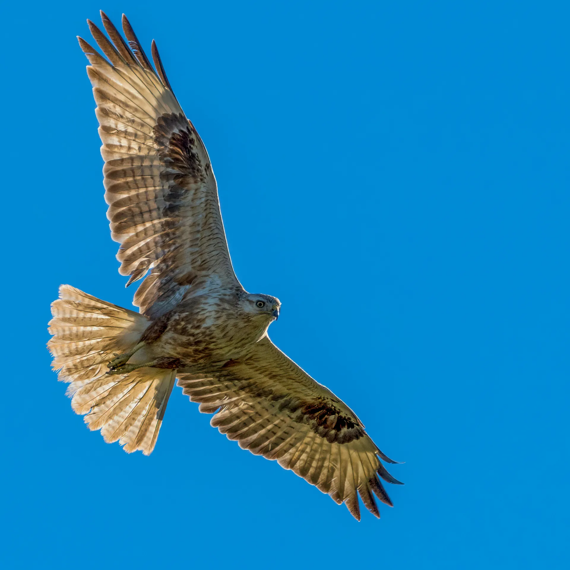 Hawk soaring