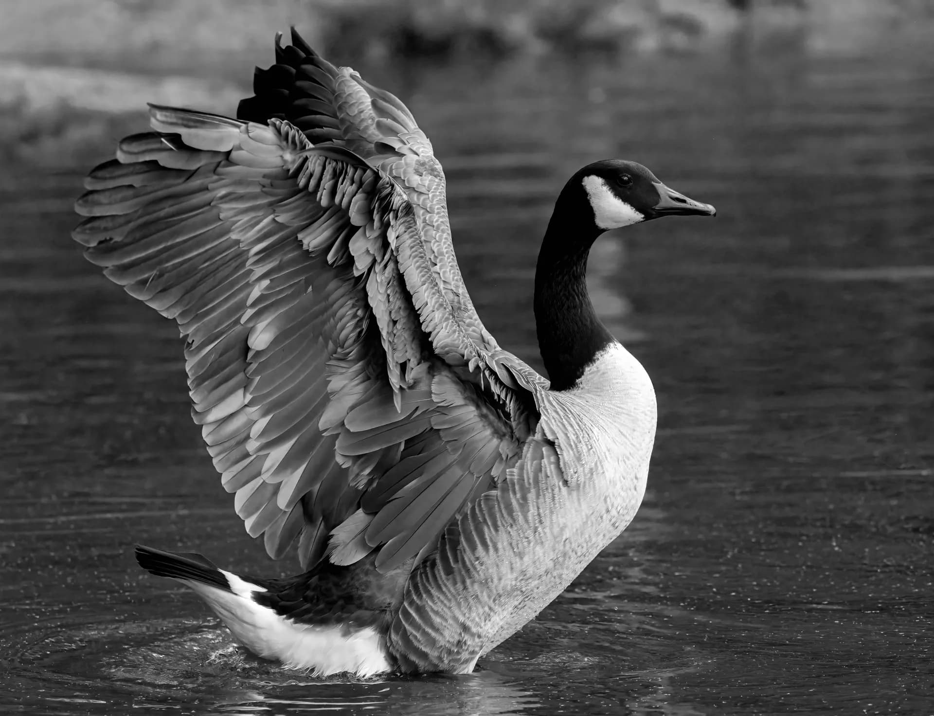 Goose spreading wings