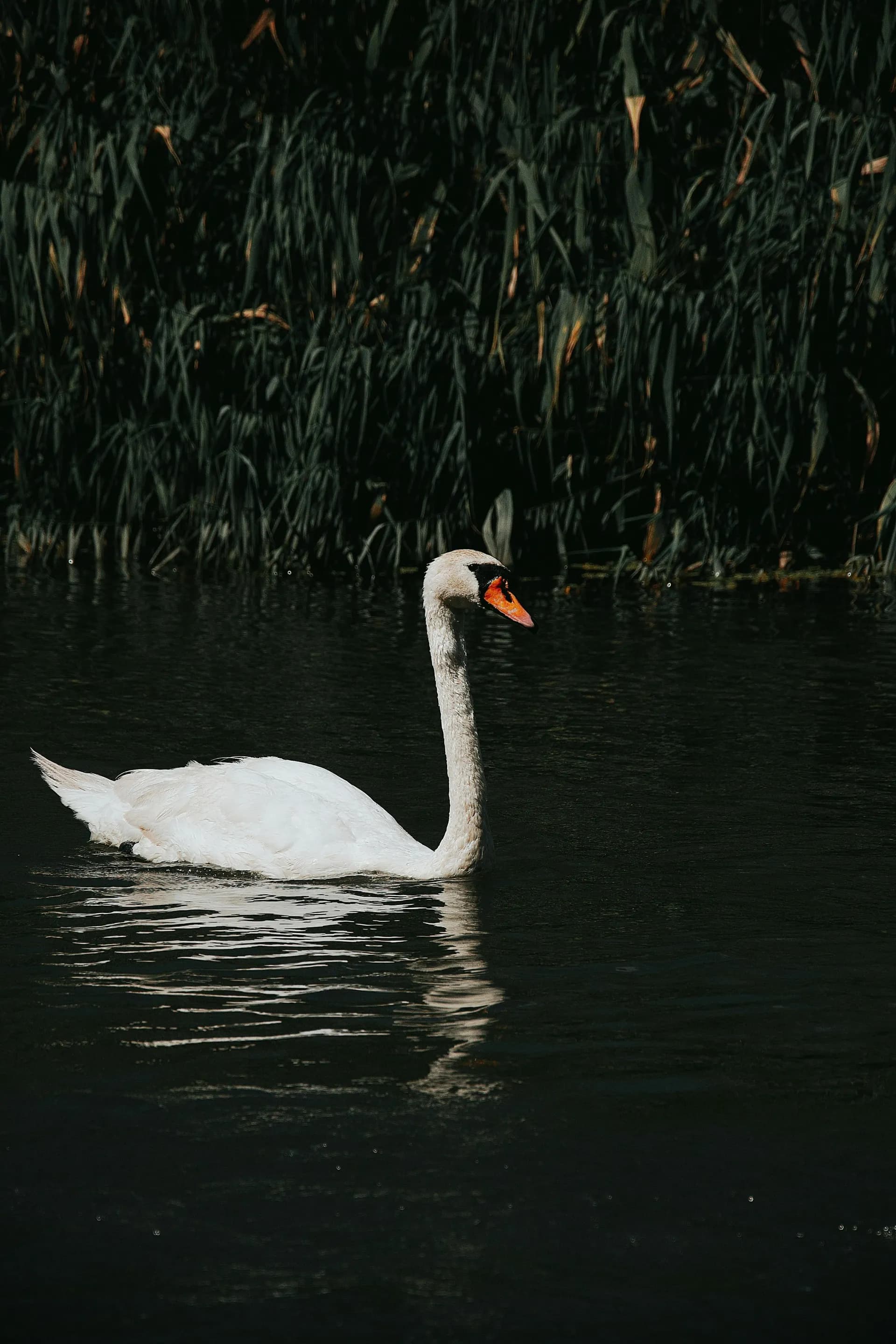 Swan on dark water