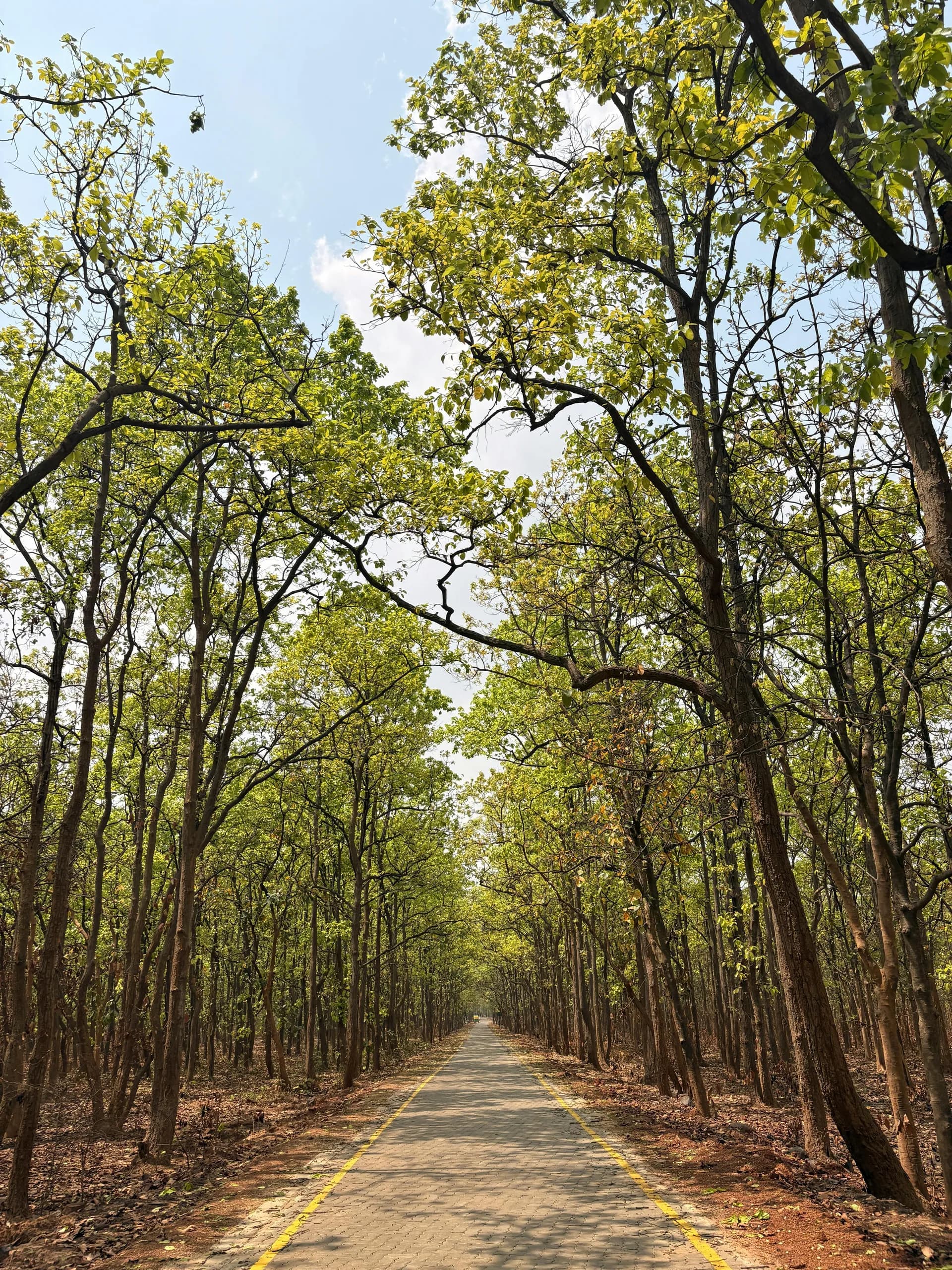 Tree-lined road